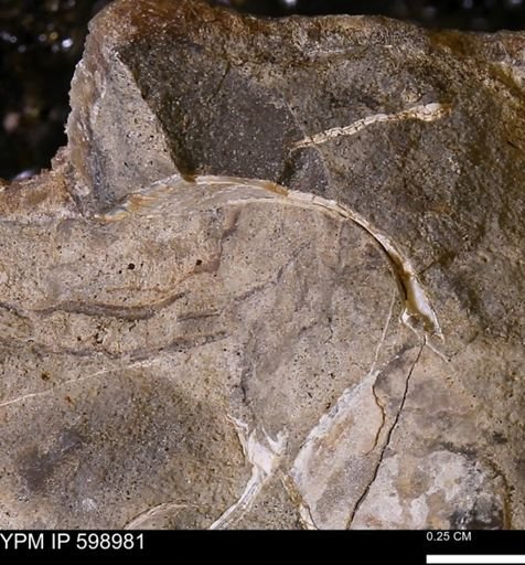Mollusca