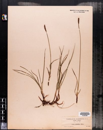 Carex scirpoidea