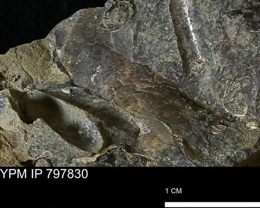 Baculites sp.