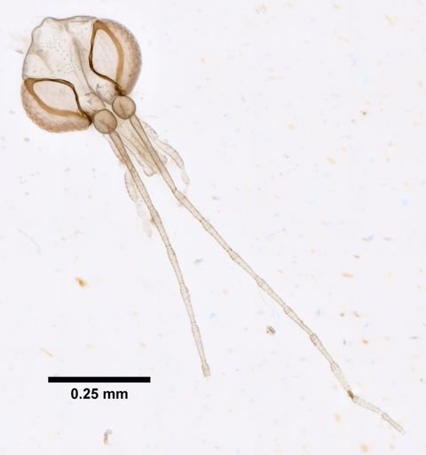 Lutzomyia carrerai