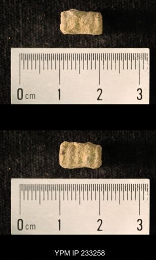undet. Crinoidea