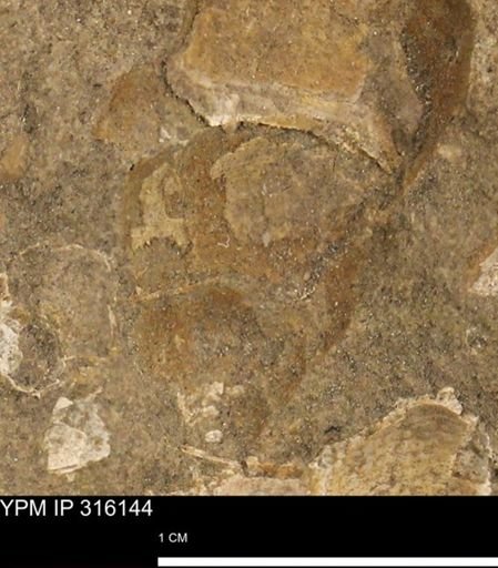 Gastropoda?