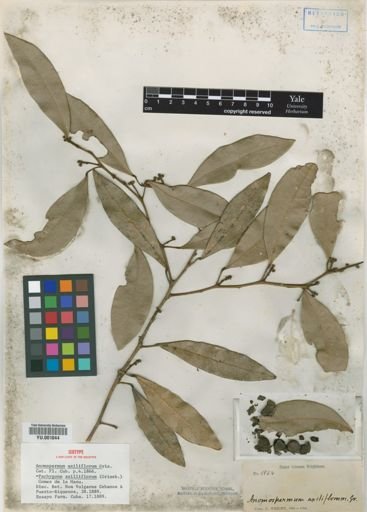 Pachygone axilliflorum