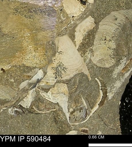 Limopsis?