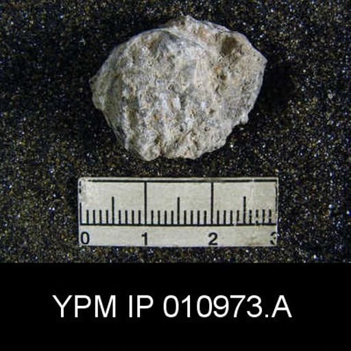 Meekella difficilis