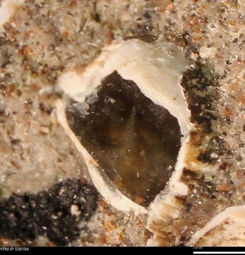 Corbulamella gregaria