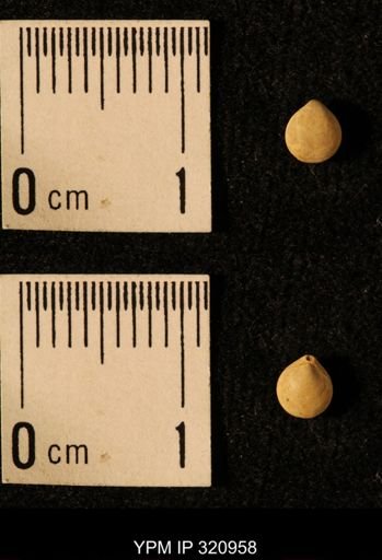 Dielasma elongatum