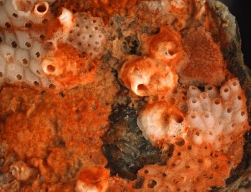 cf. Cryptosula