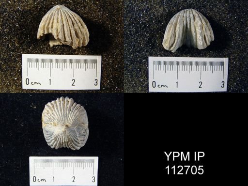 Rhynchotrema capax