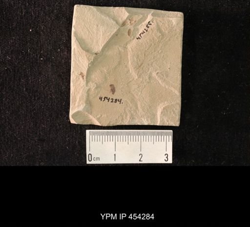 undet. Diptera