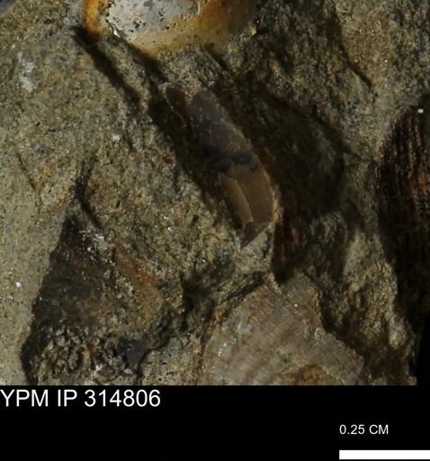 undet. Mollusca