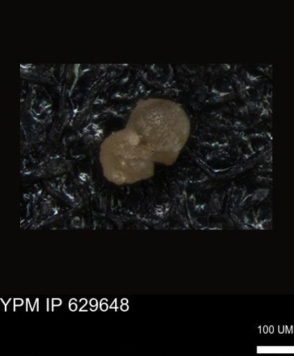 undet. Foraminiferida