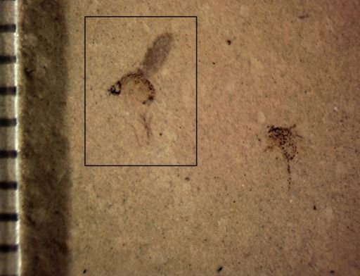Dolichopodidae?