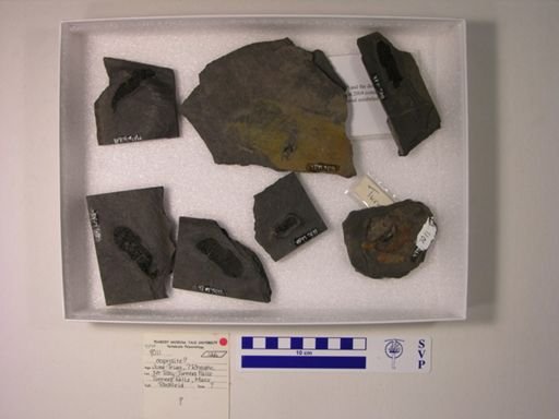 Vertebrata