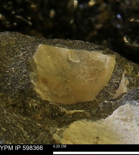 Limopsis striatopunctatus