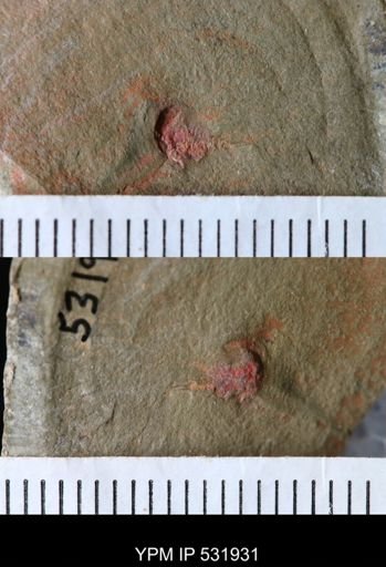 undet. Xiphosurida
