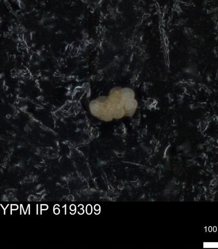 undet. Foraminiferida