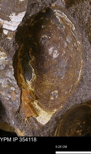 undet. Bivalvia