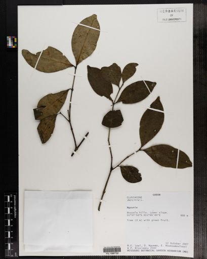 Plantae
