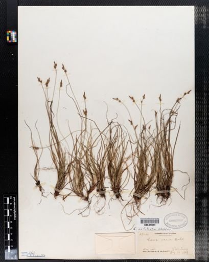 Carex varia