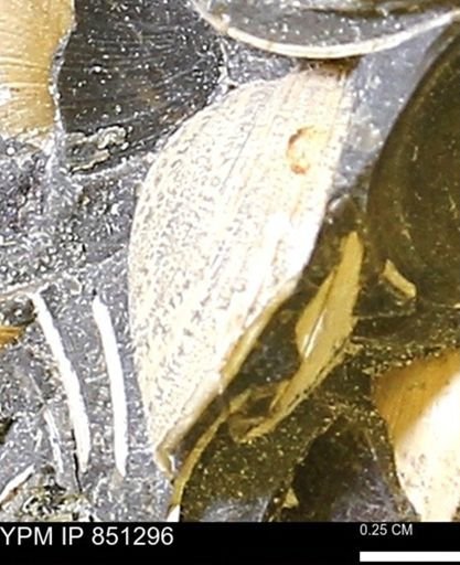 Limopsis striatopunctatus