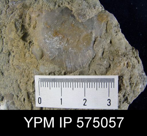 Brachyprion profundum