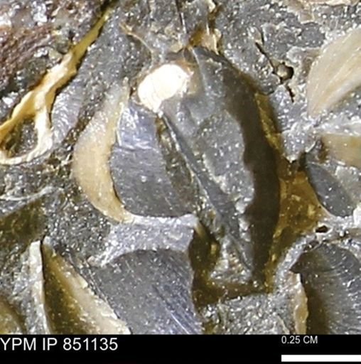 Limopsis striatopunctatus