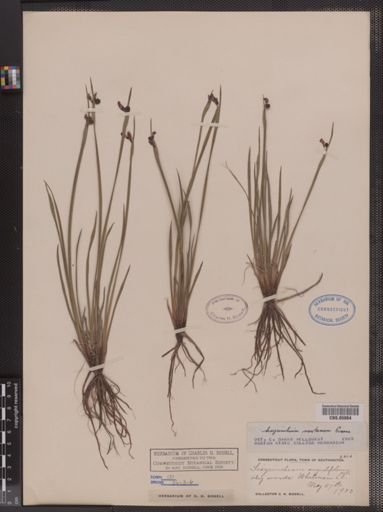 Sisyrinchium montanum
