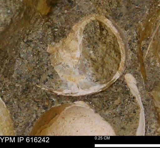 undet. Gastropoda