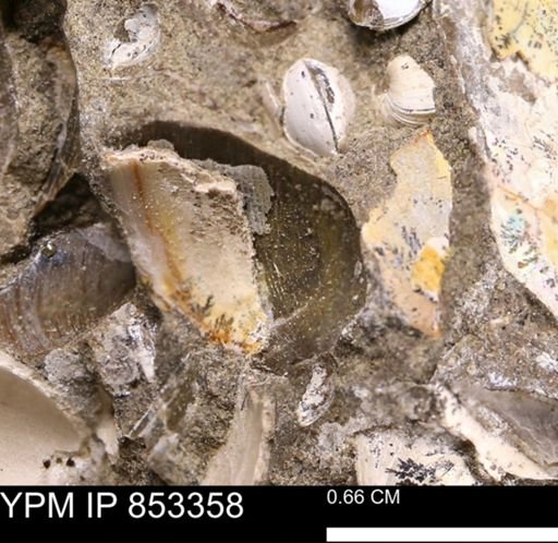 Limopsis striatopunctatus
