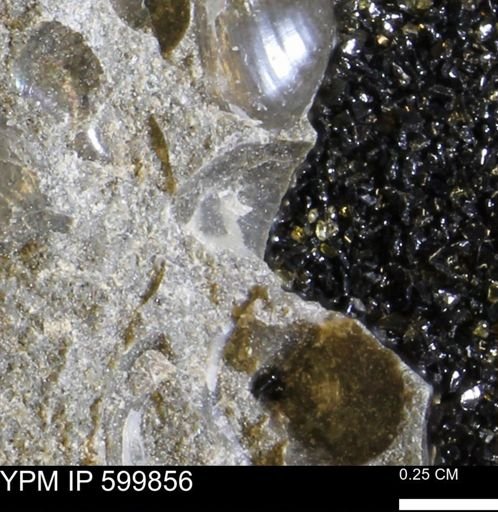 Protocardia subquadrata