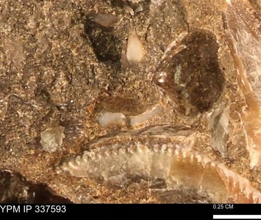 undet. Mollusca