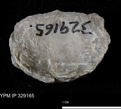 Pholidostrophia iowaensis