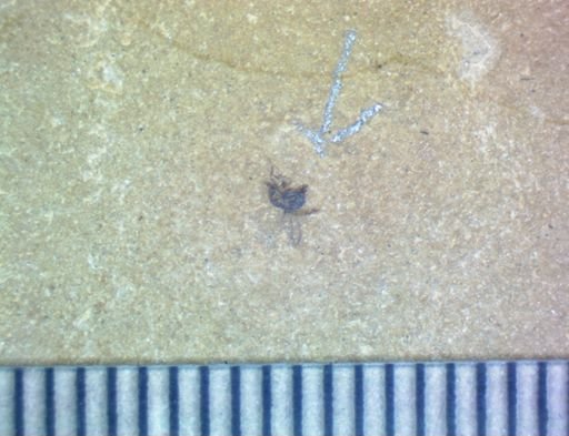 undet. Diptera