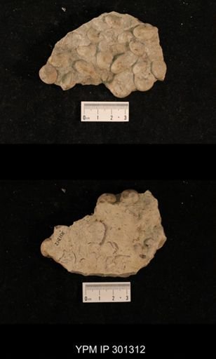 Bellerophon sp.
