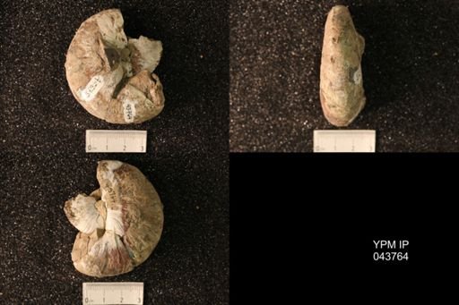 Hoploscaphites nicolletii