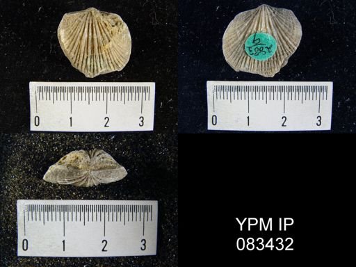 Orthostrophia strophomenoides