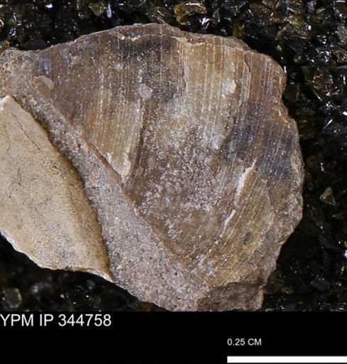 Limopsis striatopunctatus