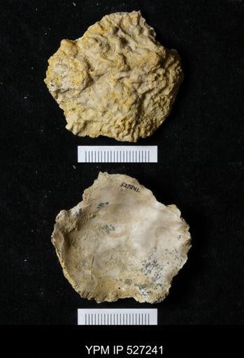 undet. Ostreacea