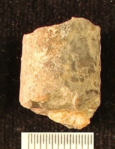 Baculites