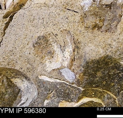 Limopsis? striatopunctatus