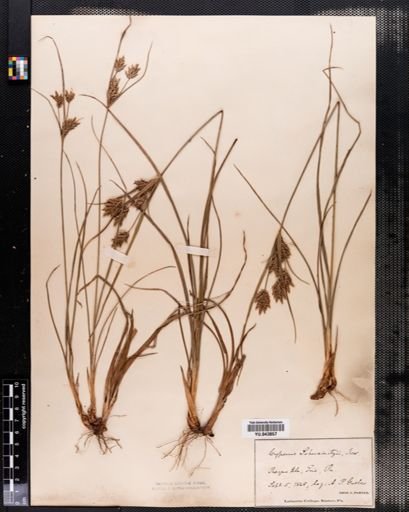 Cyperus schweinitzii