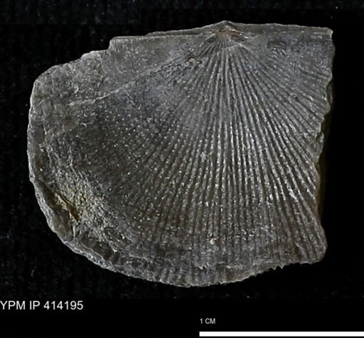 Devonochonetes mucronatus?