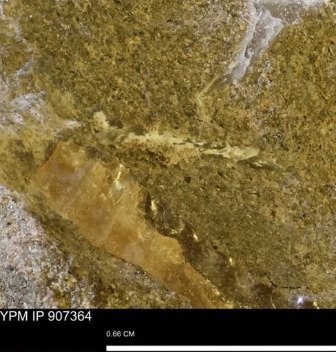 undet. Mollusca