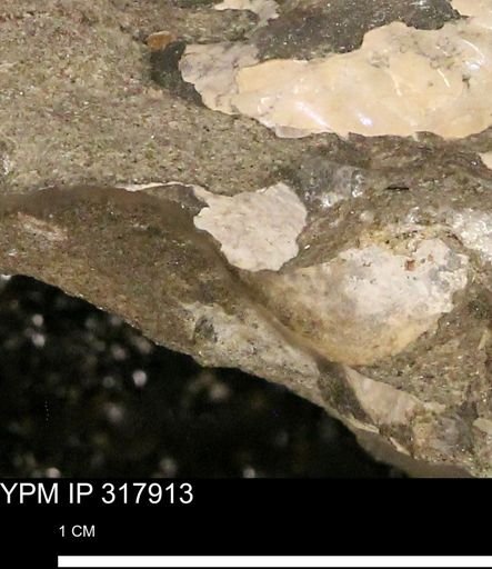 undet. Mollusca