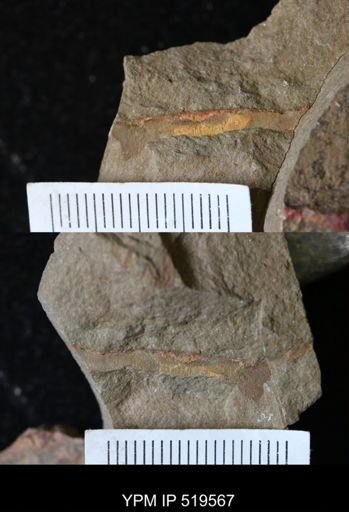 Sphenothallus?