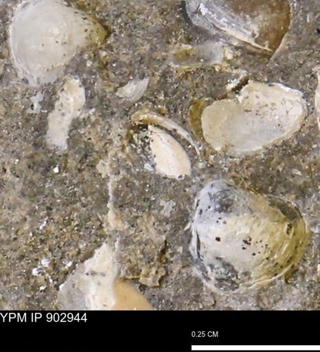 Corbulamella gregaria