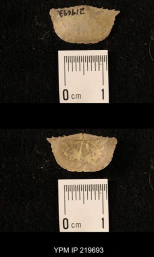 Chonetes granulifer