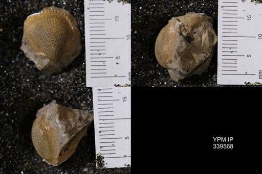 Cardium whitei
