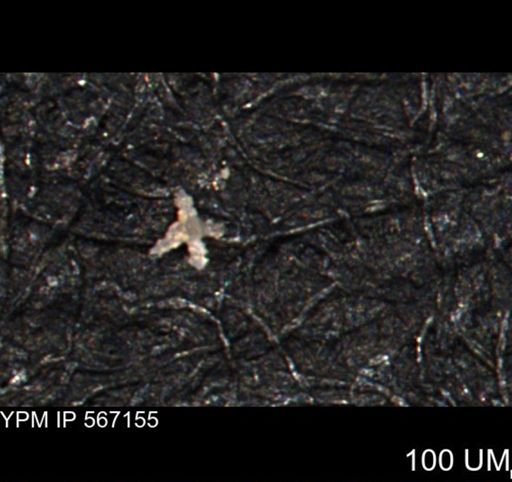undet. Porifera